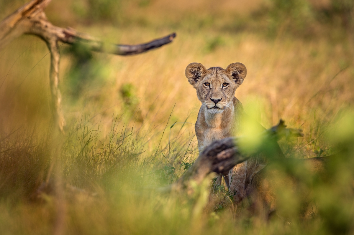 Africa Voyages Botswana